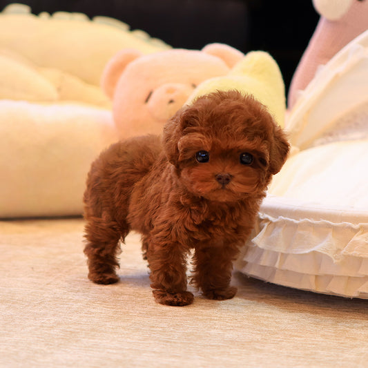 Poodle - Mara (Female) $2800