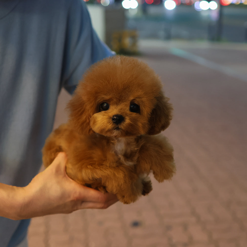 Poodle - Dudu (Male) $2000