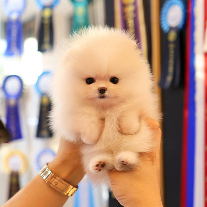 Pomeranian - Boke (Female)