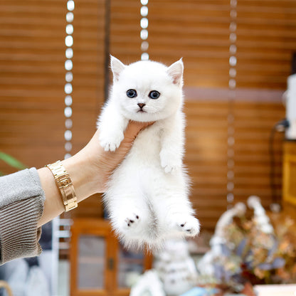 Munchkin - Hodu (Male)