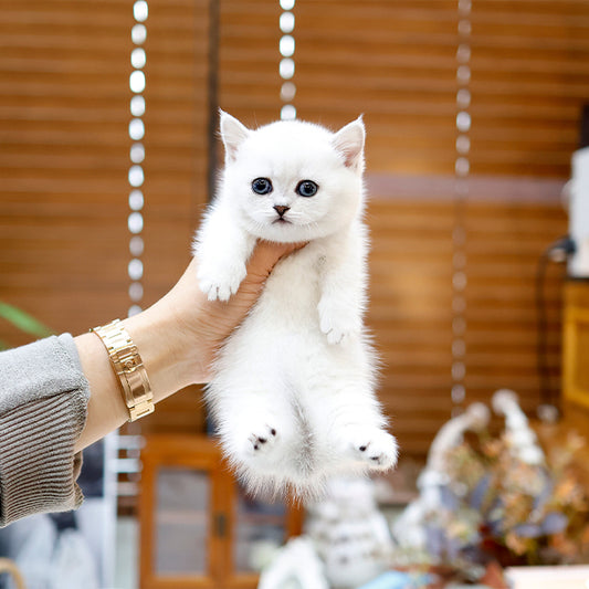 Munchkin - Hodu (Male)