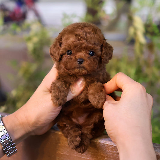 Poodle - Danggo (Female)