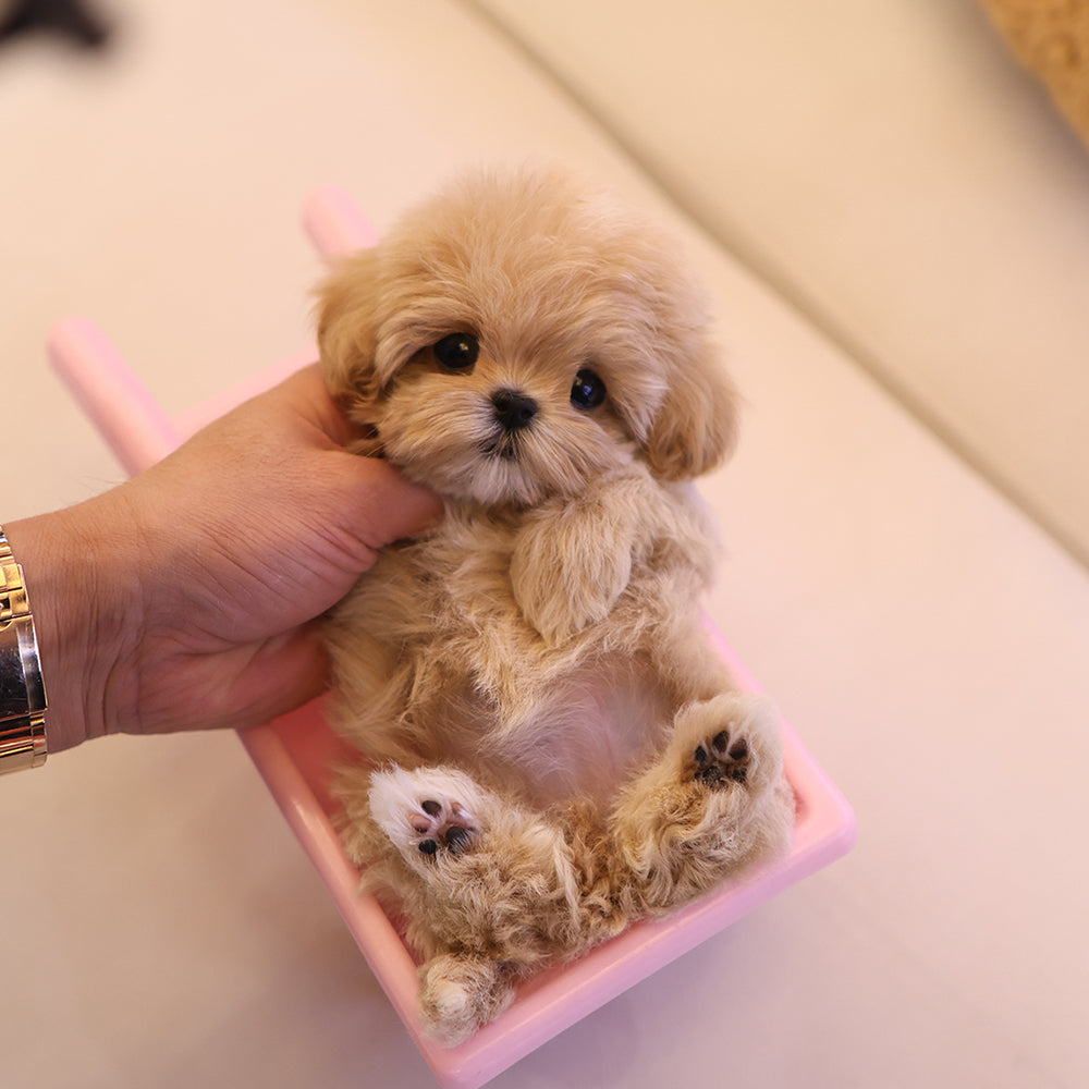Maltipoo - Riri (Female) $4800