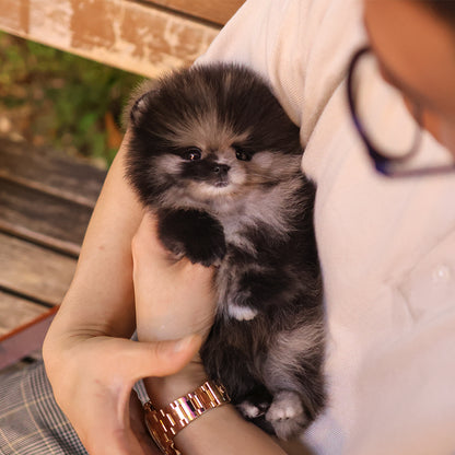 Pomeranian - Jero (Female) $4000