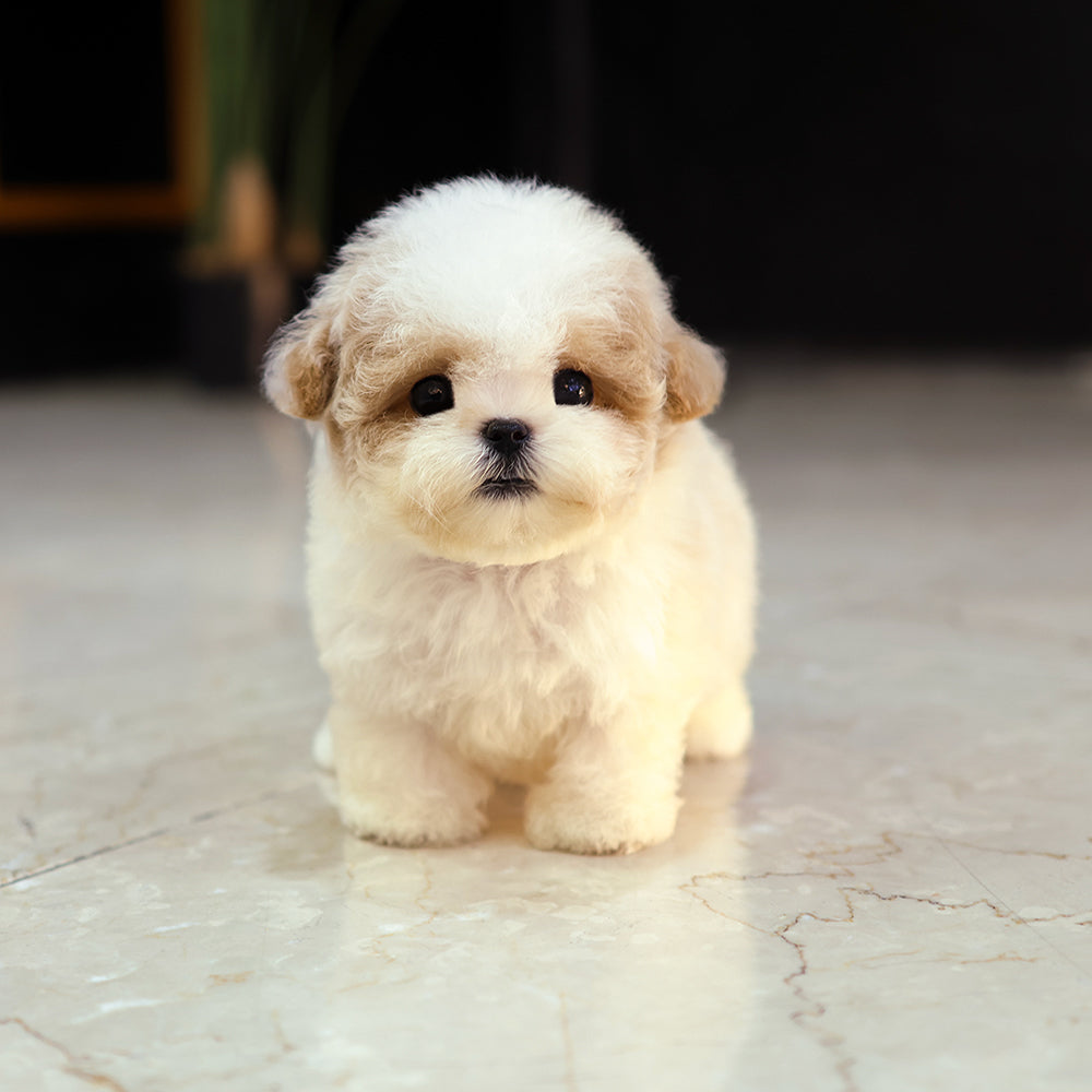 Poodle - Mate (Female)  $6200