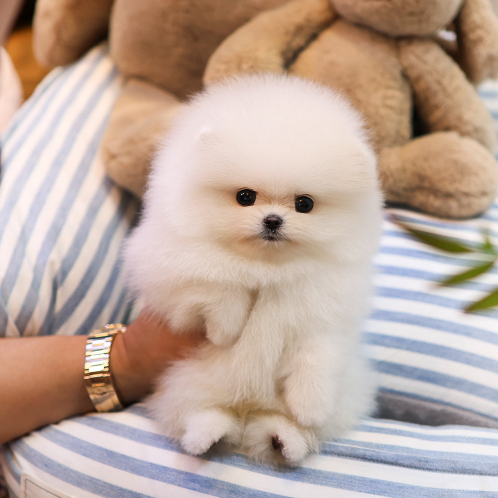 Pomeranian - Saessak (Female) $2500