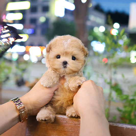 Maltipoo - Peanut (Male)