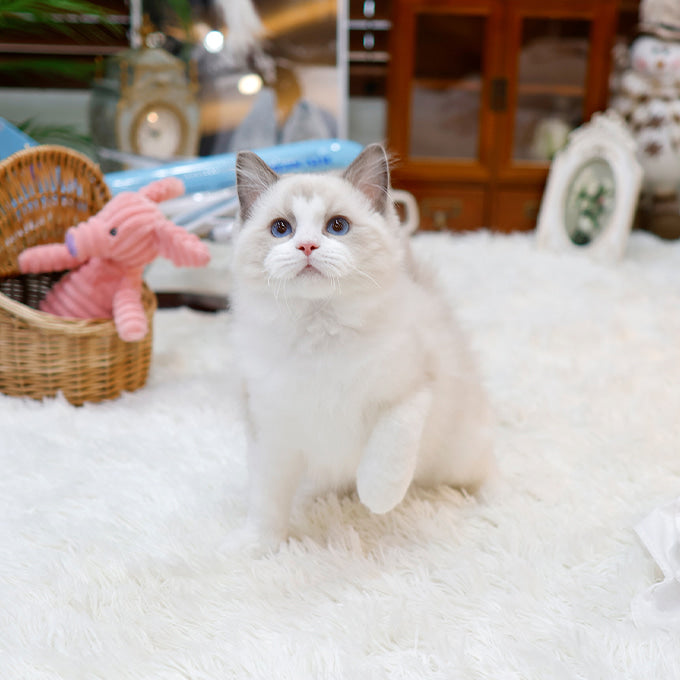 Ragdoll - Gomdol (Male)