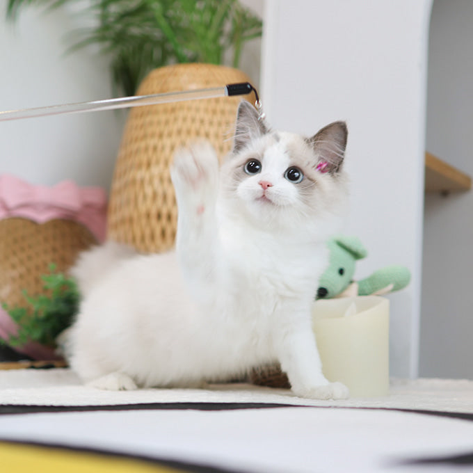 Ragdoll - Bambi (Female)