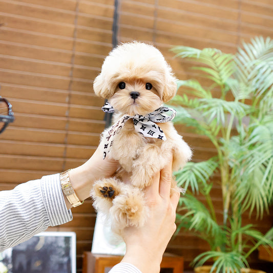 Maltipoo - Gwangsu (Male) $2000