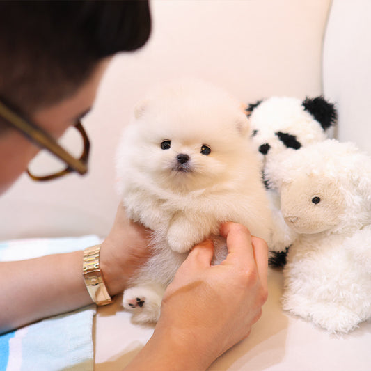 Pomeranian - Roro (Male)