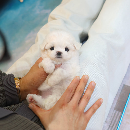 Maltese - Pposoon (Female)