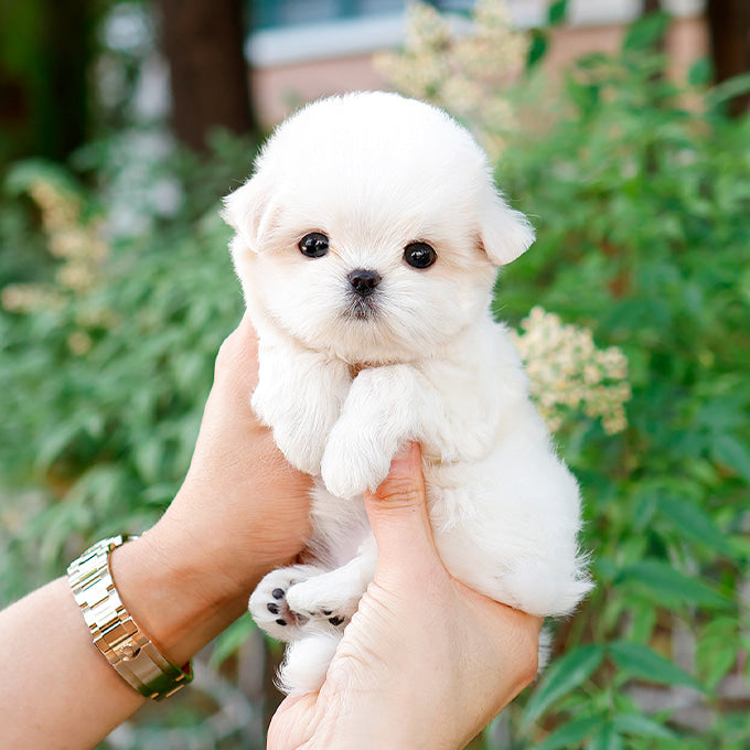 Maltese - Jinri (Female)