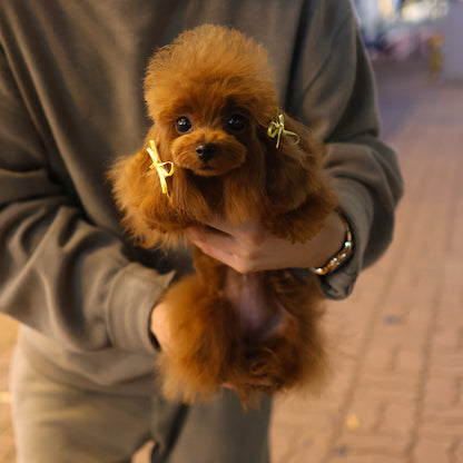 Poodle - Jjorong (Female) $4500