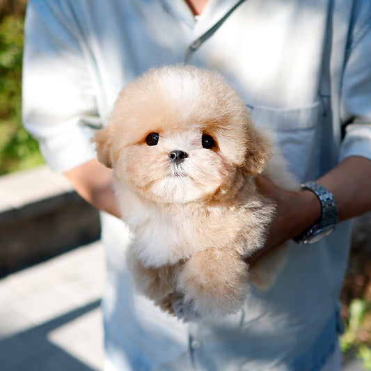Maltipoo - Danto (Male)