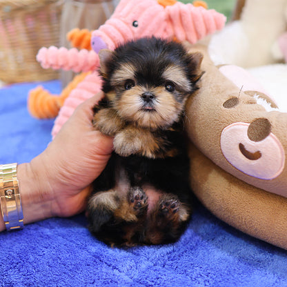Yorkshire Terrier - Bunny (Male)