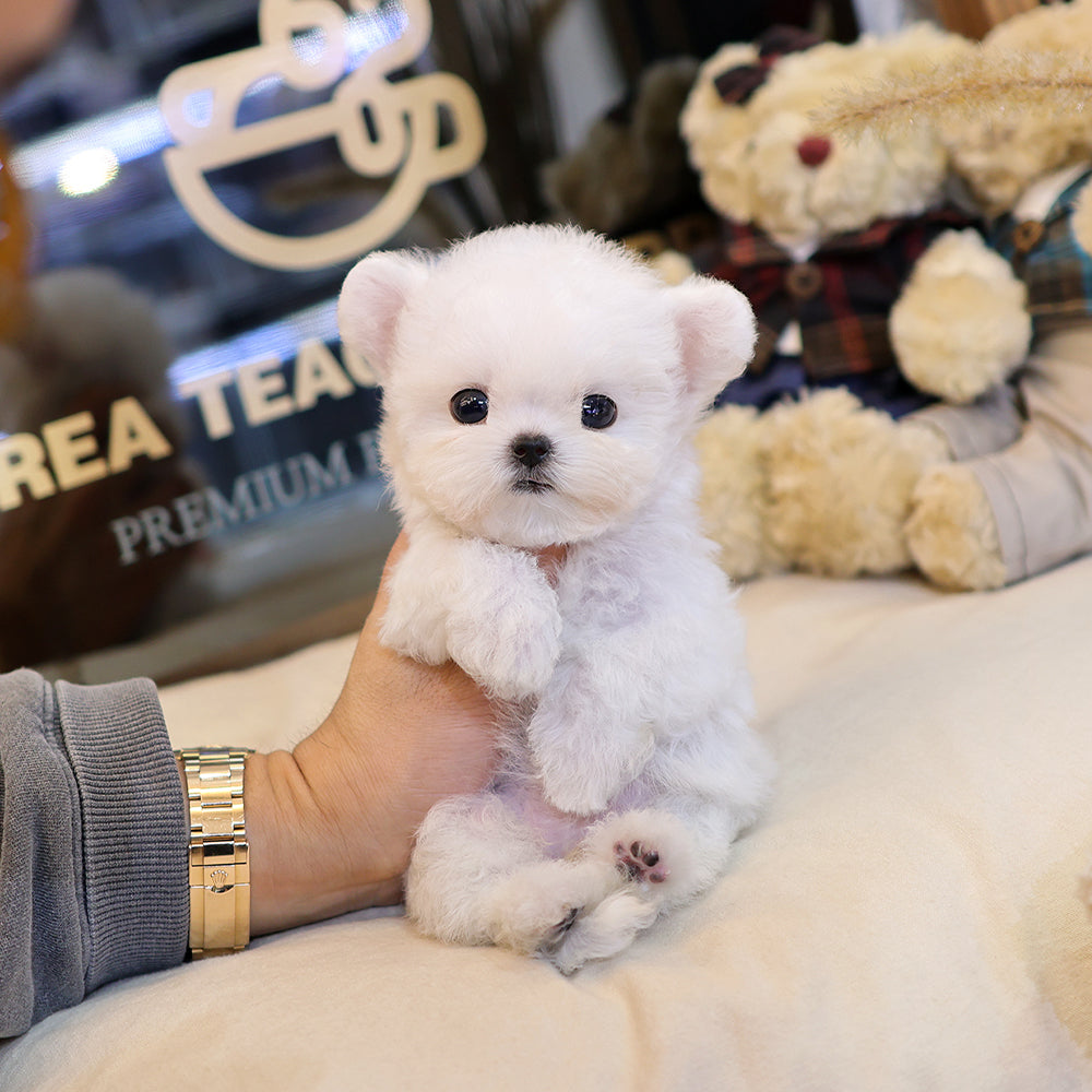 Bichon Frise - Manggo (Female) $3900