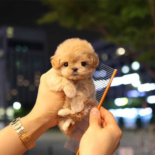 Maltipoo - Buddy (Female)