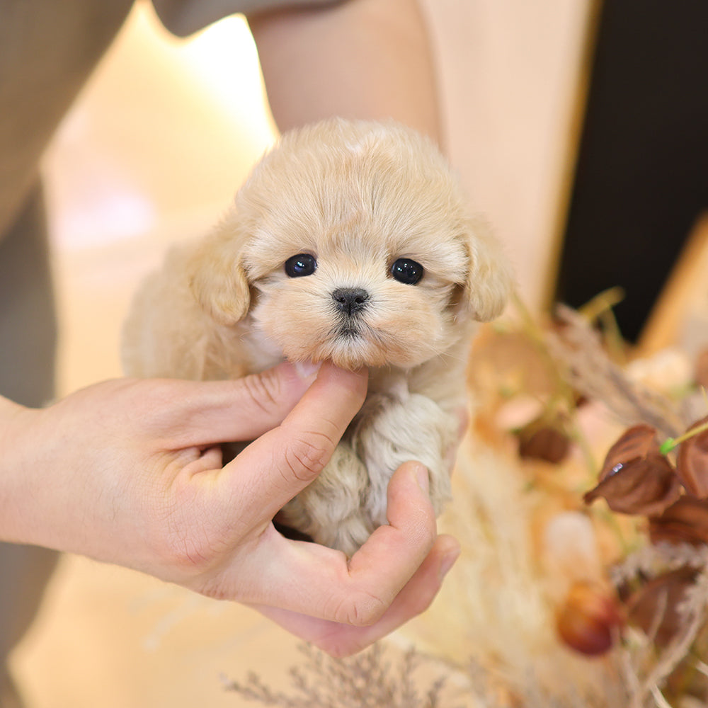 Maltipoo - Geumdol (Male) $2500
