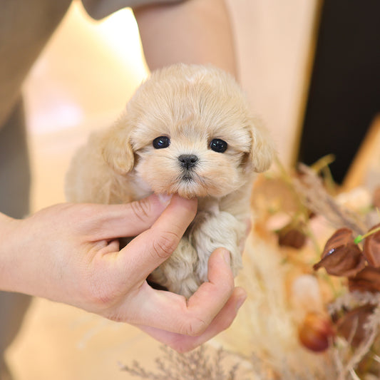 Maltipoo - Geumdol (Male) $2500