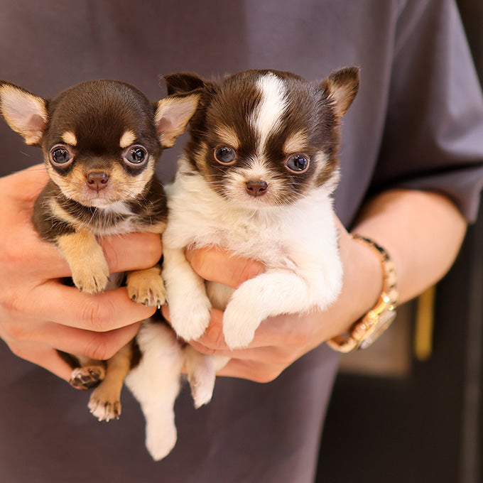 Chihuahua - Seuteo (Female)
