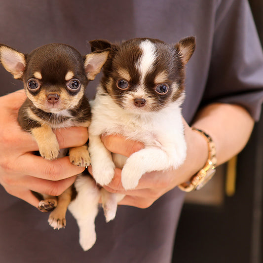 Chihuahua - Seuteo (Female)