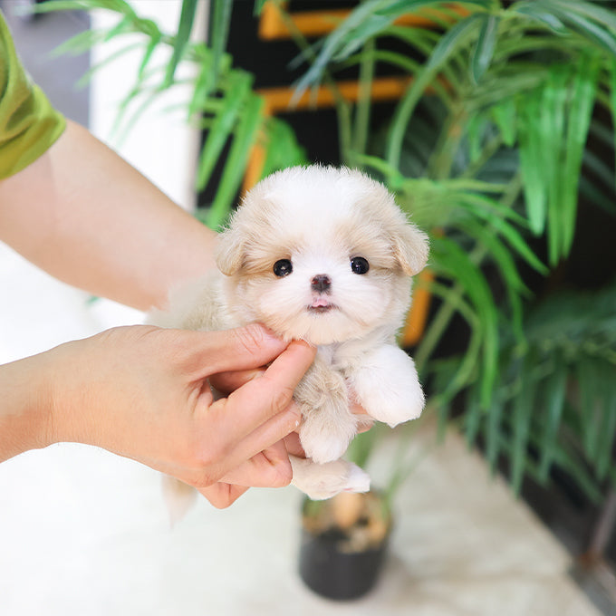Maltipoo - Banban (Male) $3000