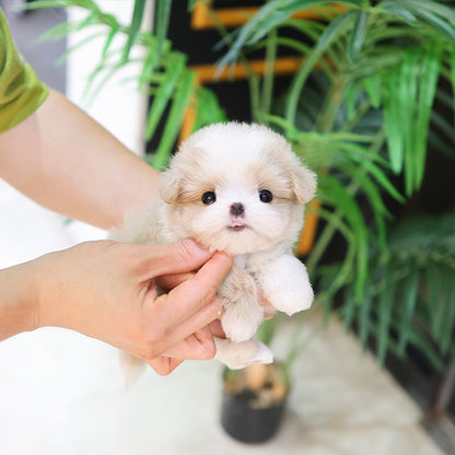 Maltipoo - Banban (Male) $3000