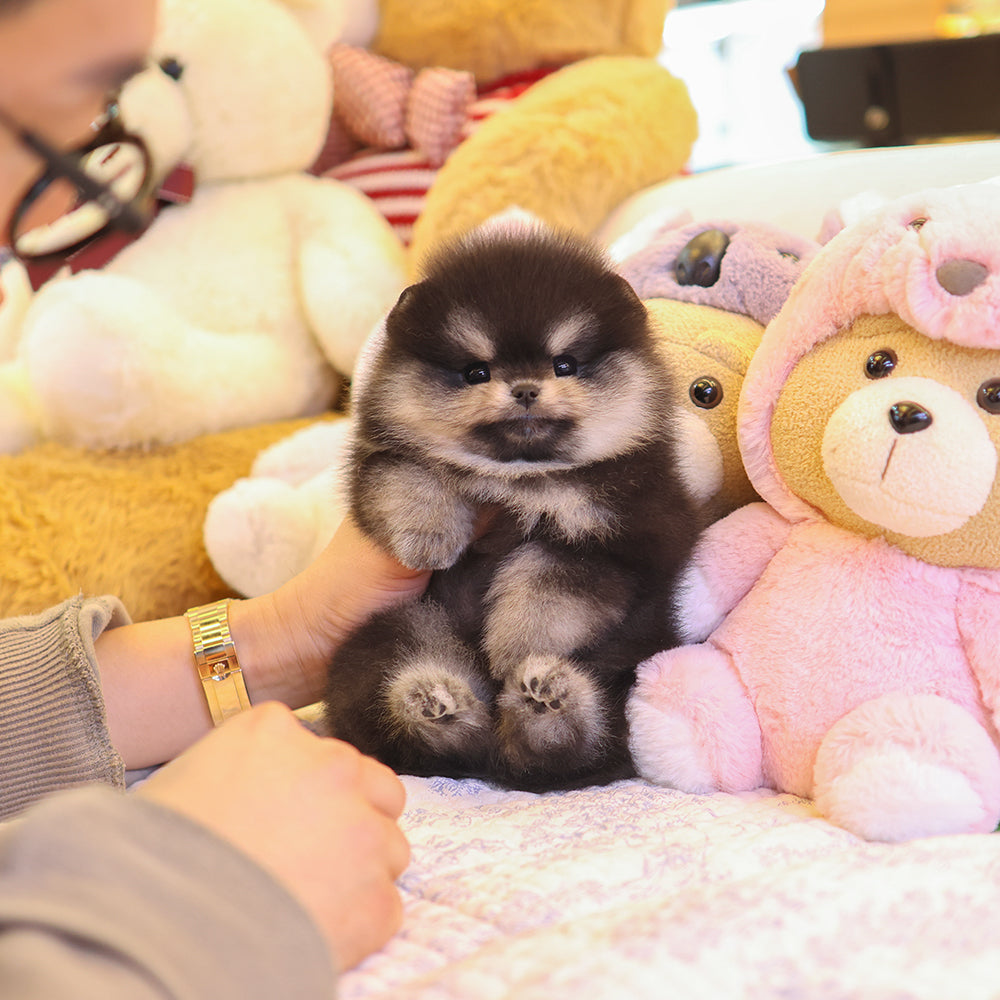 Pomeranian - Tayo (Female) $3300