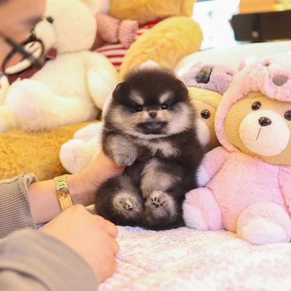 Pomeranian - Tayo (Female) $3300