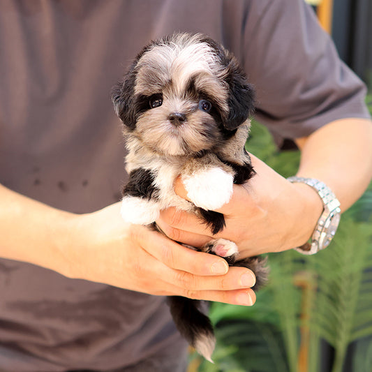 Maltipoo - Meonji (Female)