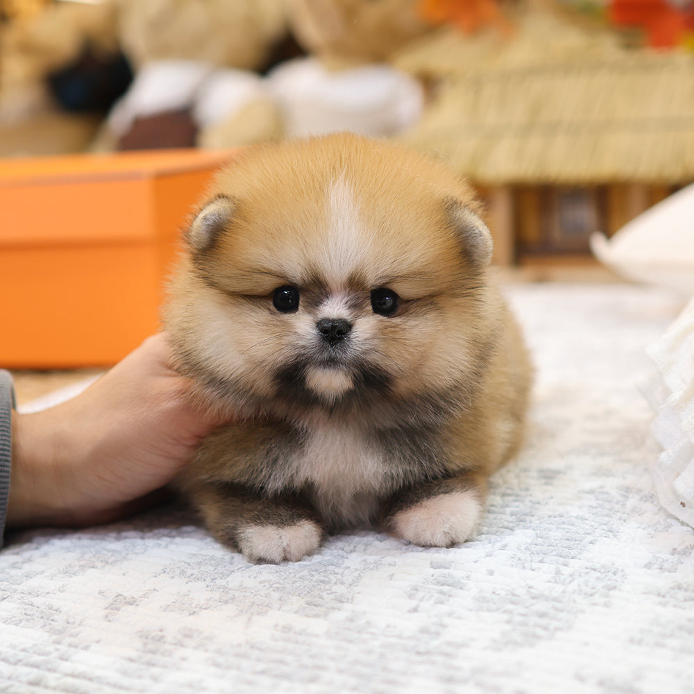 Pomeranian - Posie (Male) $2800