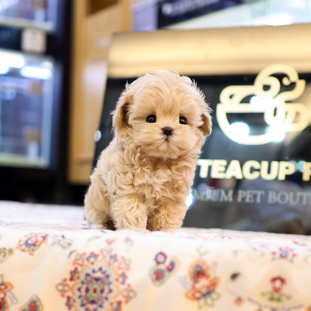 Maltipoo - Pingping (Female) $3800