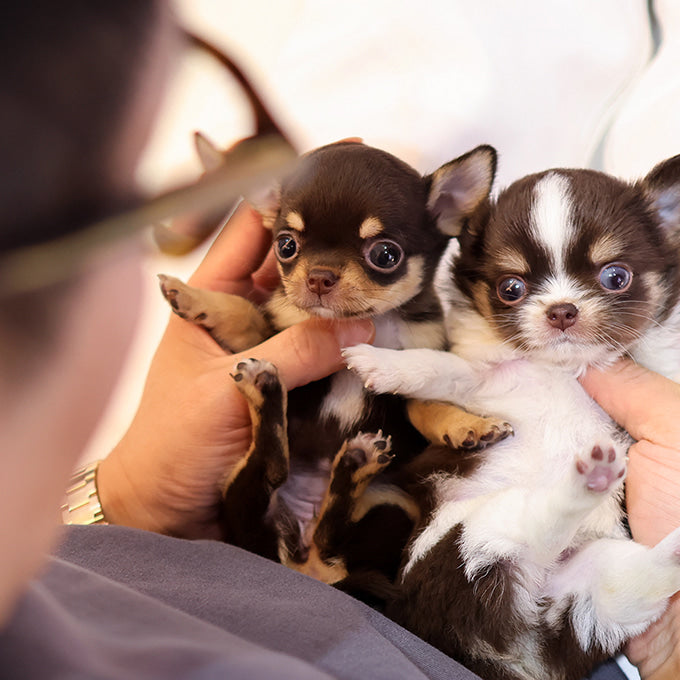 Chihuahua - Menche (Female)
