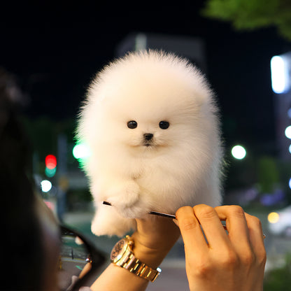 Pomeranian - Jjeopjjeop (Male) $5000