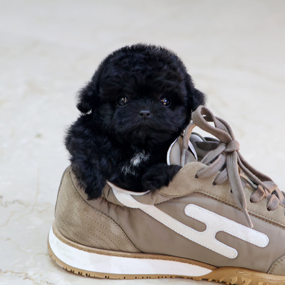 Poodle - Bincheu (Female) $6800