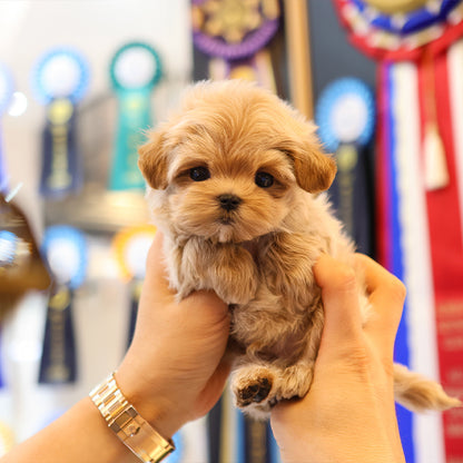 Maltipoo - Poang (Male)