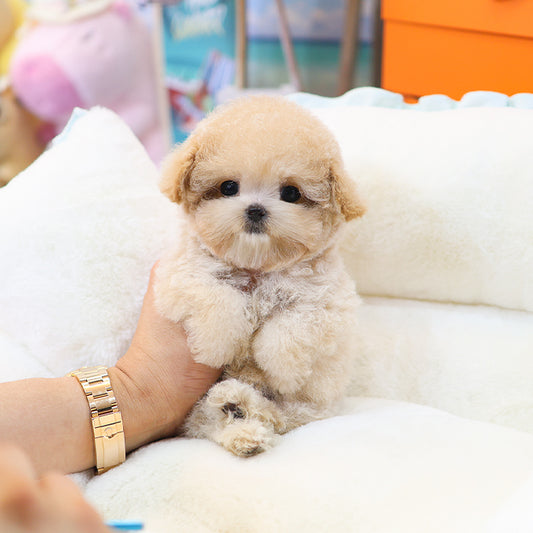 Poodle - Nana (Female) $3300