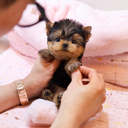 Yorkshire Terrier - Ije (Male)