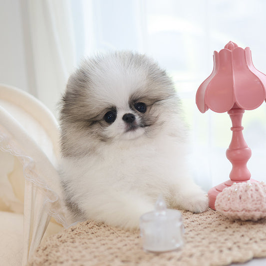 Pomeranian - Chaechae (Male)
