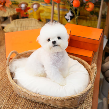 Bichon Frise - Ruka (Male) $ 2500