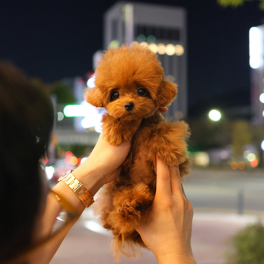 Poodle - Sera (Female) $3500