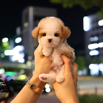 Poodle - Ojingeo (Male)
