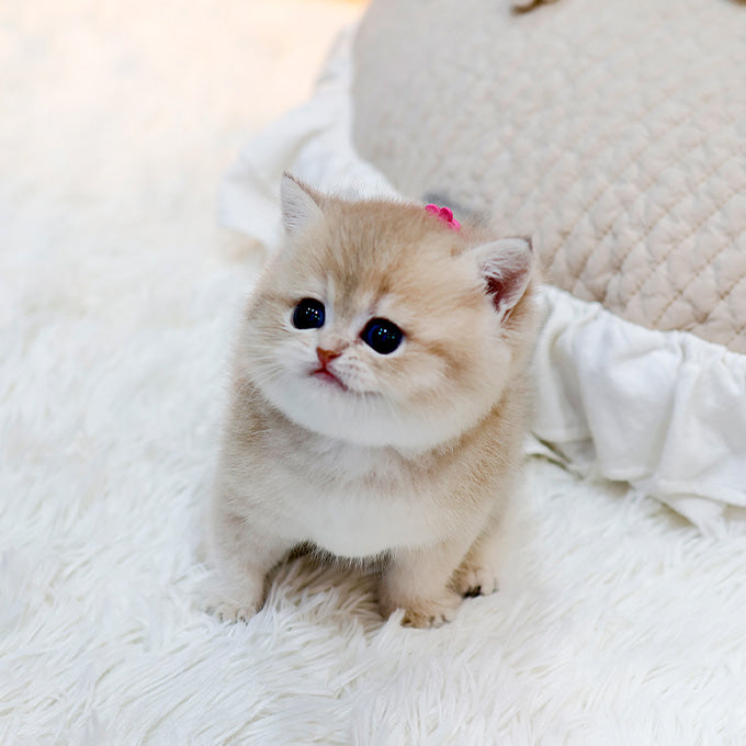 British Shorthair - Mello (Female)