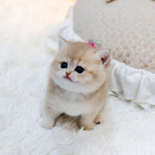 British Shorthair - Mello (Female)