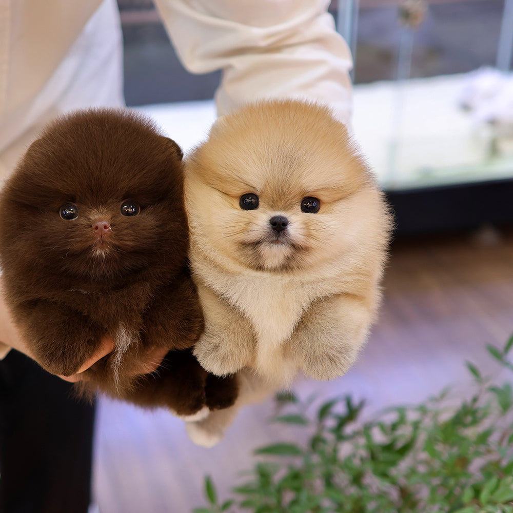 Pomeranian - Kawa (Male) $4000