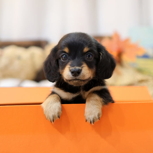Dachshund - Sangsun (Female) $2800