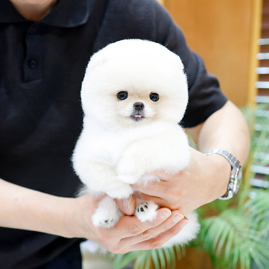 Pomeranian - Haepi (Female)