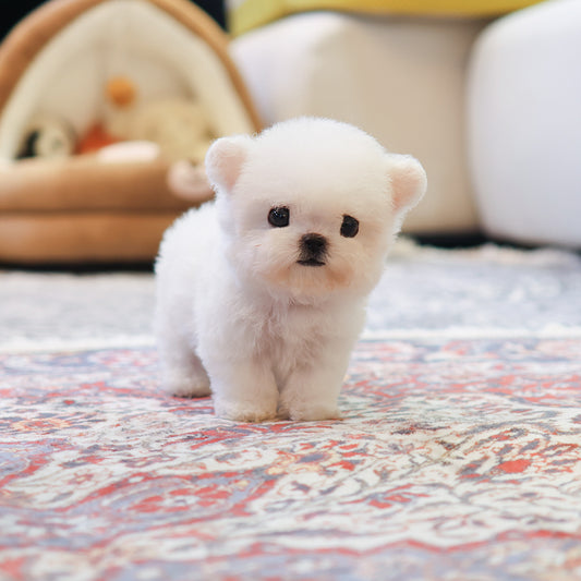 Bichon Frise - Kkorong (Male) $4000