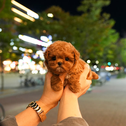 Poodle - Woori (Female) $2700